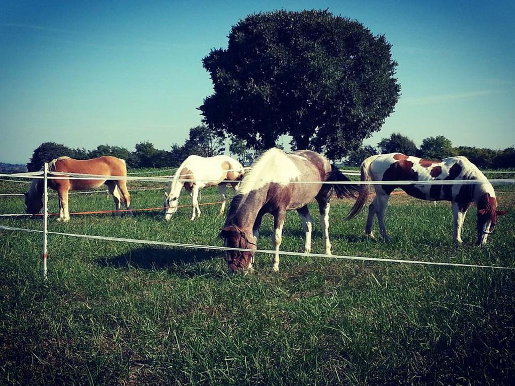 Agriturismo Campagnoletto Cavriana エクステリア 写真